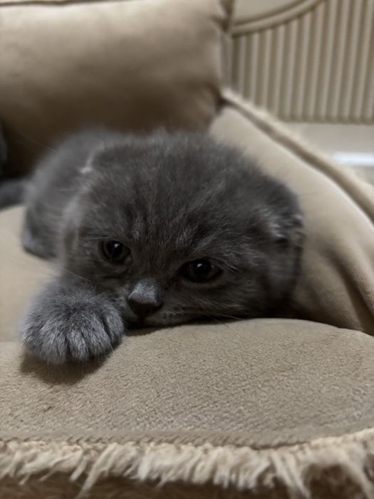 Продам вислоухих котят