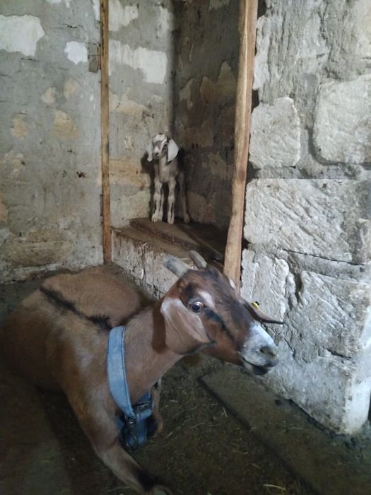 Парода ешкілер сатылады.