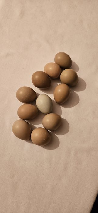 Vând oua fazan comun