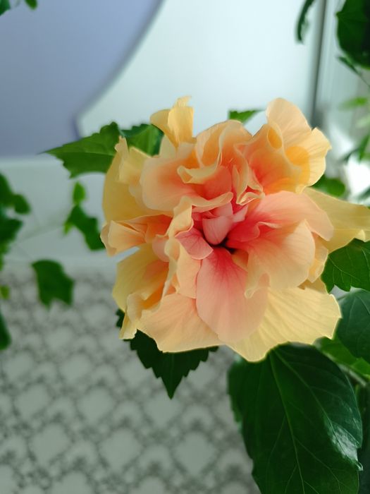 Продам укорененные черенки Гибискуса