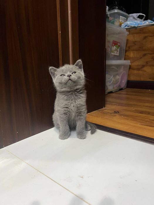 British Shorthair / Scottish Straight mushukchalari sotiladi