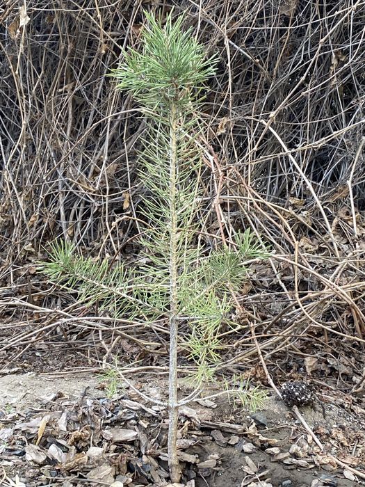 Продам саженцы сосны