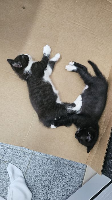 Малки сладки котенца
