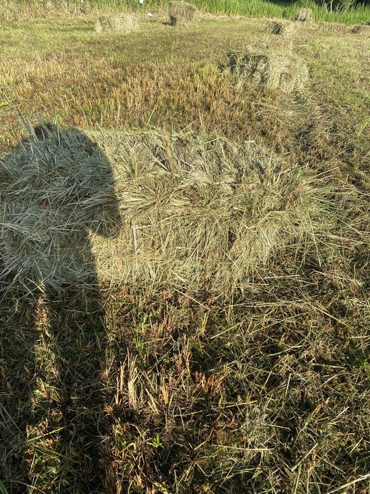 Baloti de fan, anul 2025