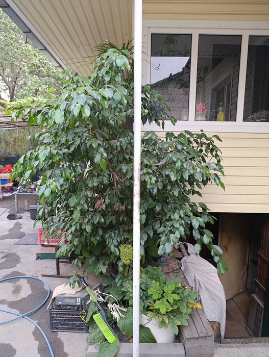 Продам фикус Бенджамина