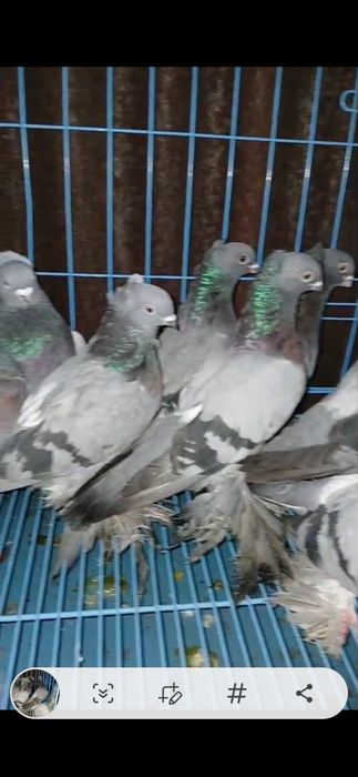Продам  голубей сизых парами