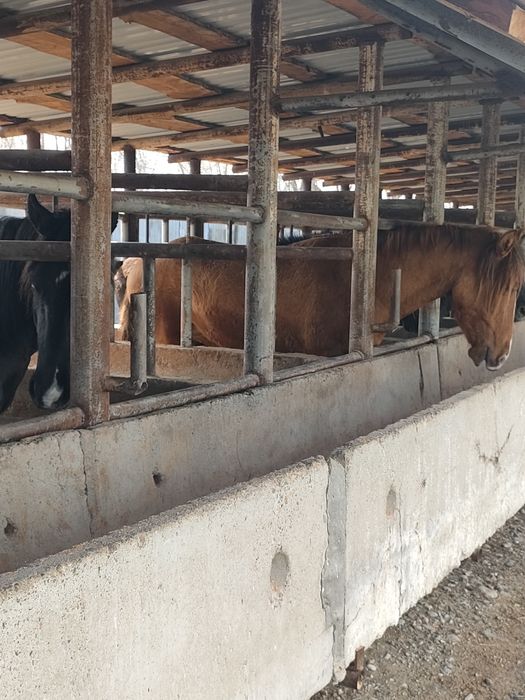 Лошади (кунан) на продажу