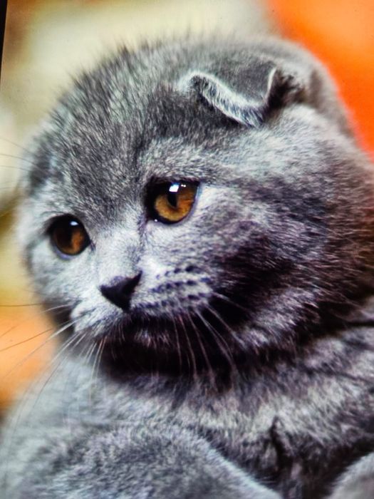 Scottish fold blue  shorthair