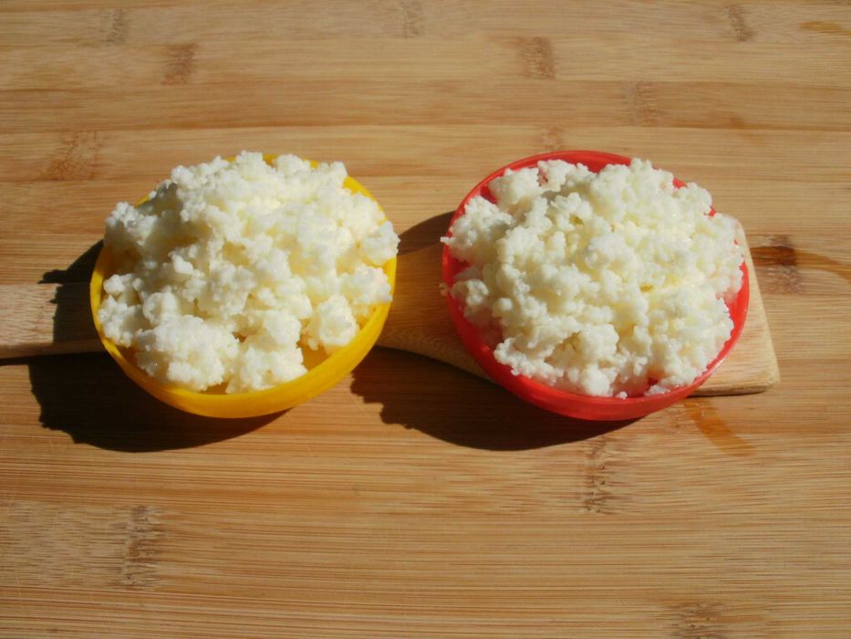 Жива Тибетска кефирена гъба за млечен кефир