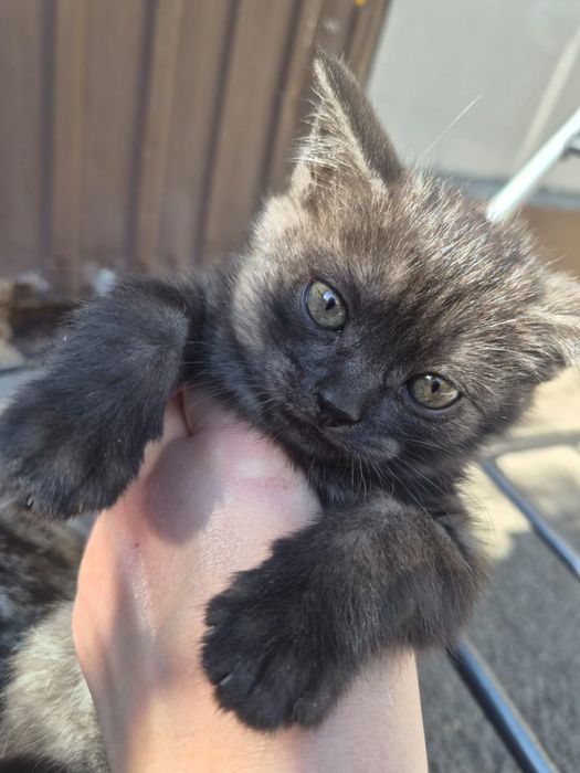 Котята бесплатно милые котики
