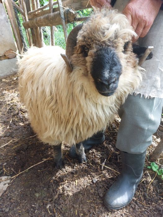 Berbec bucălau de prăsilă