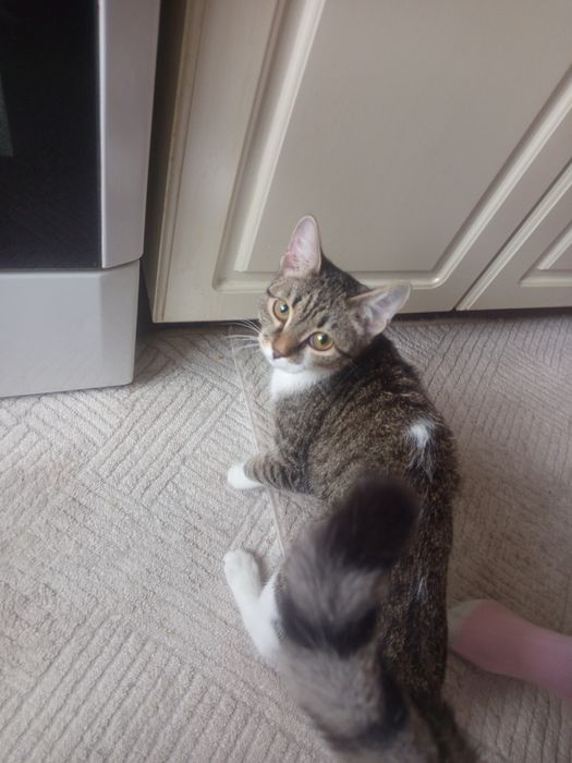 отдам кошку бесплатно