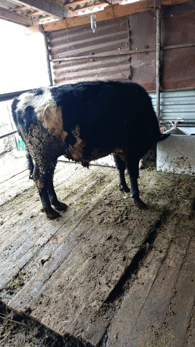 Байланған семіз бұқа