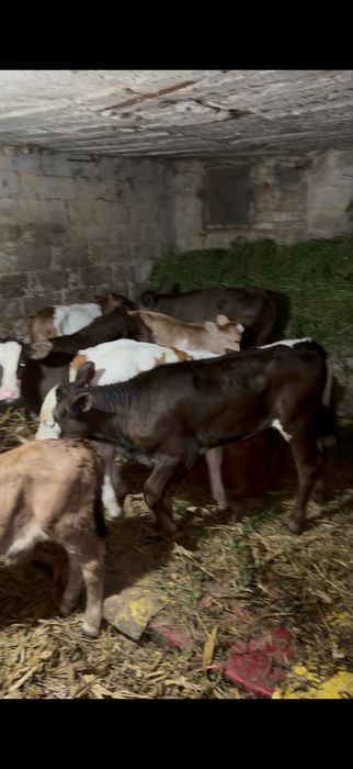 Vitei sugari si intaracti de rasa de carne sau crescut