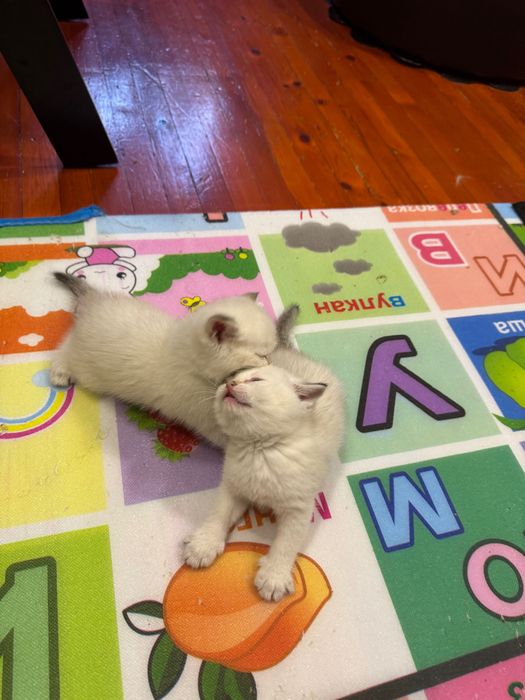 Продаются котята, британские!