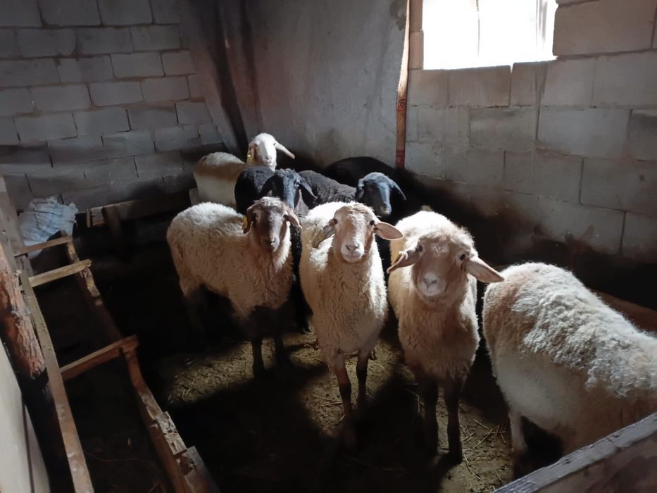 Қойлар сатылады , ісек қойлар