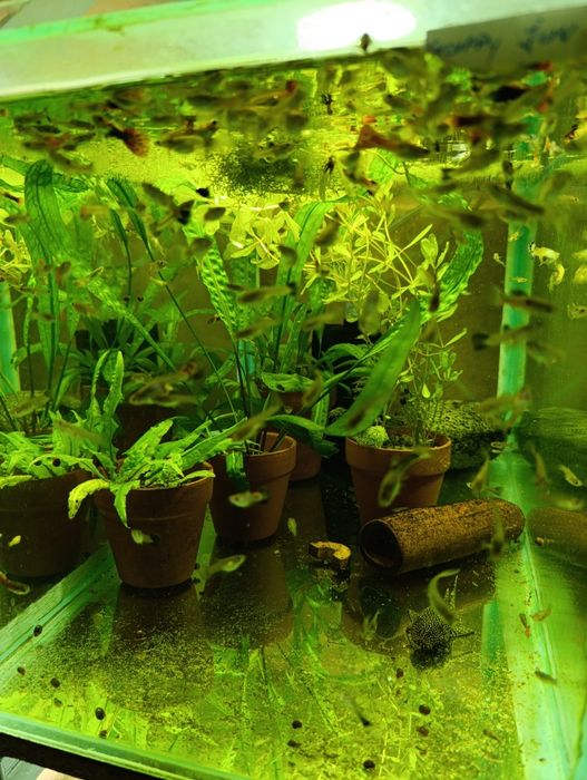 Plante,pești,acvariu,gradina cu pesti