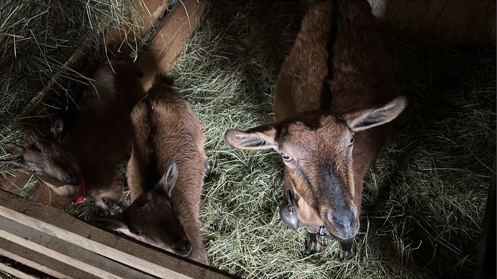 Capra alpina franceza cu 2 iedute