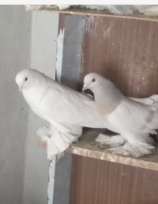 Голуби С/К персы