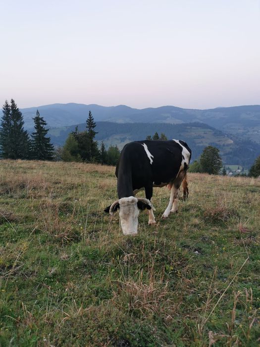 Vînd 3 vaci cu viței