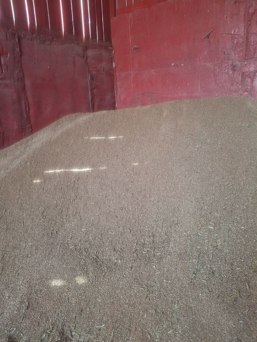Vând triticale recolta 2026
