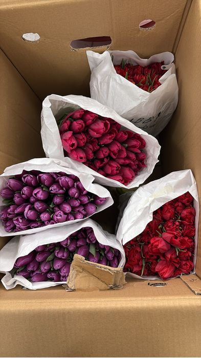 Продам тюльпаны 300тг 550 штук