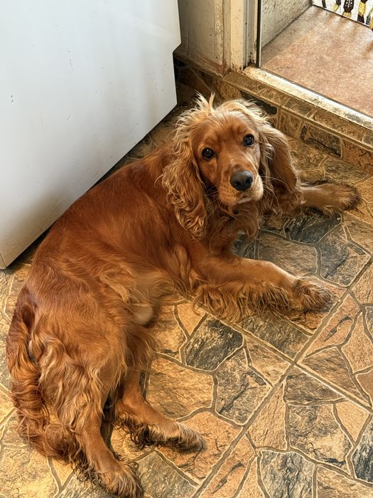 Продават се 4 малки момичета кокер шпаньол