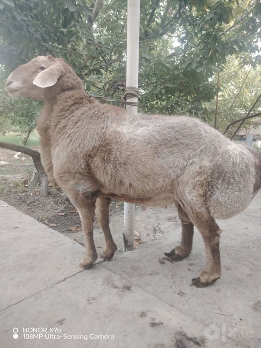 Арашан пародали куй