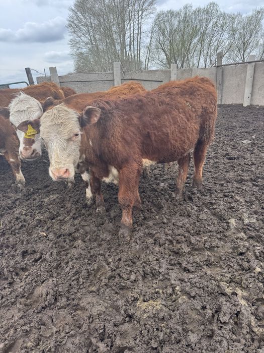 Бука Акбас Ангус