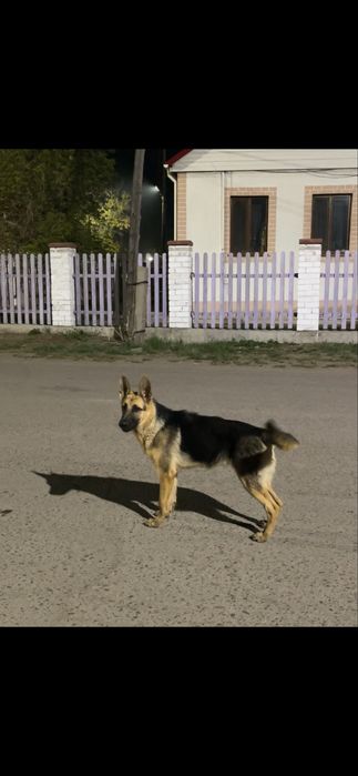Немецкая овчарка