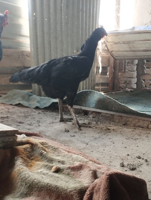 Shalpang parichka sotiladi