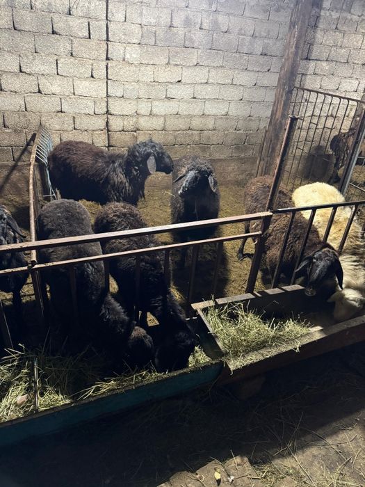 Семиз кошкар койлар