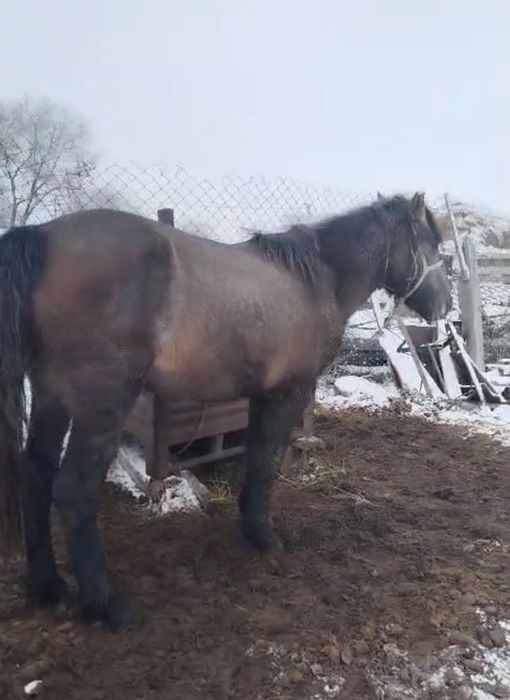 продаю кунан жылкы