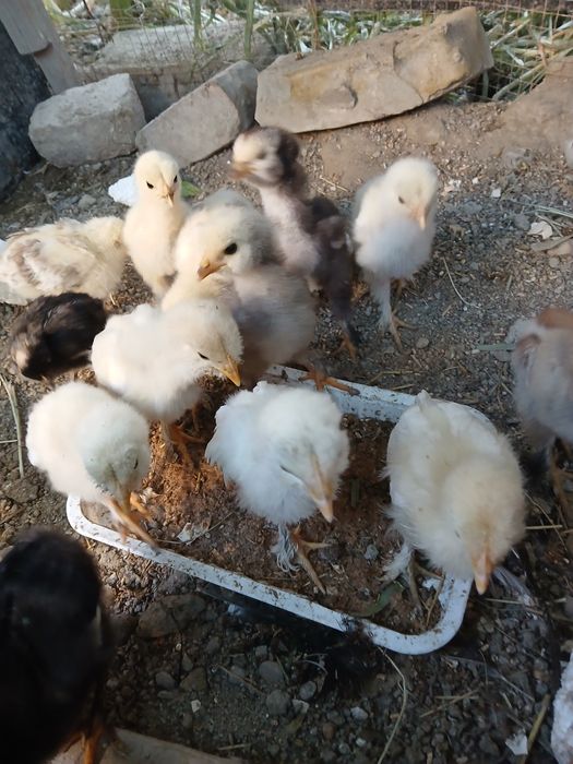 Brama jo'jalari sotiladi donasi 25 ming