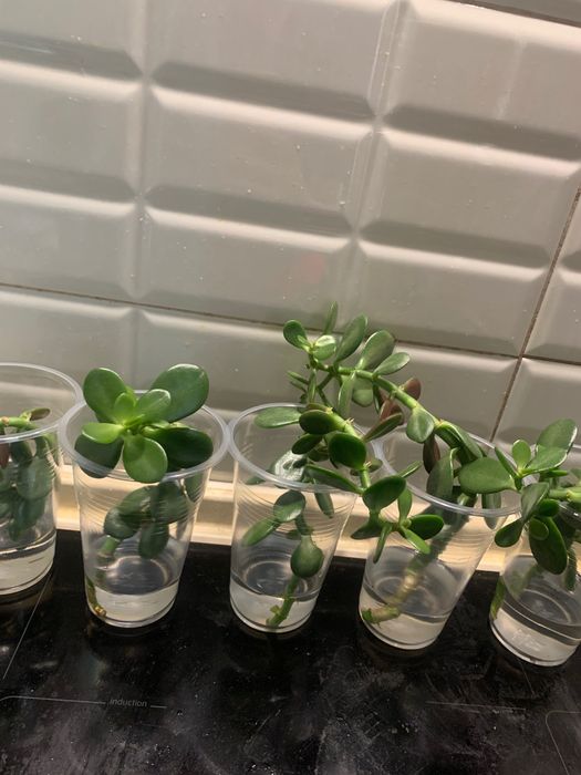 Диффенбахия, юкка и другие