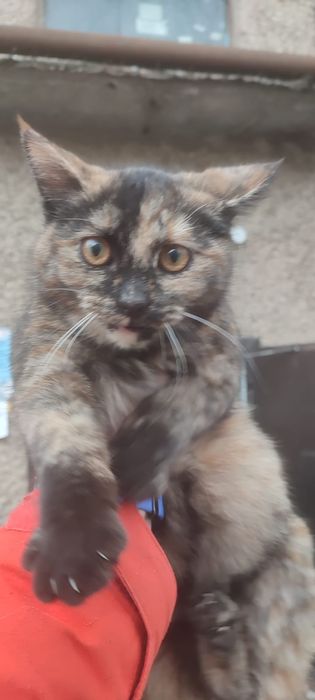 Котята котёнок мысык