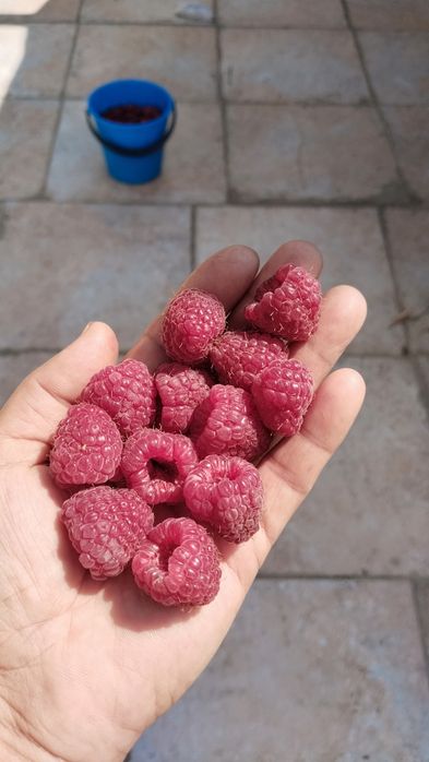 Продам малину дачную.