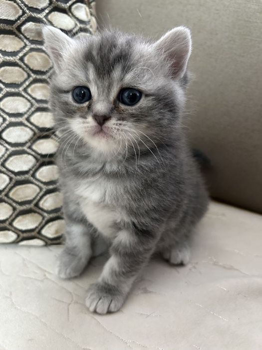 Британский котенок