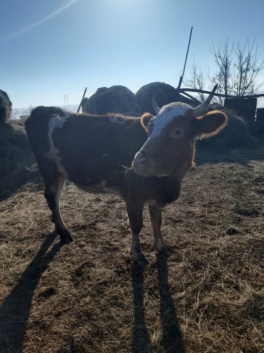 Продам дойных коров