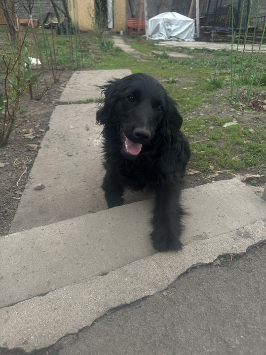 Отдам щенка в добрые руки