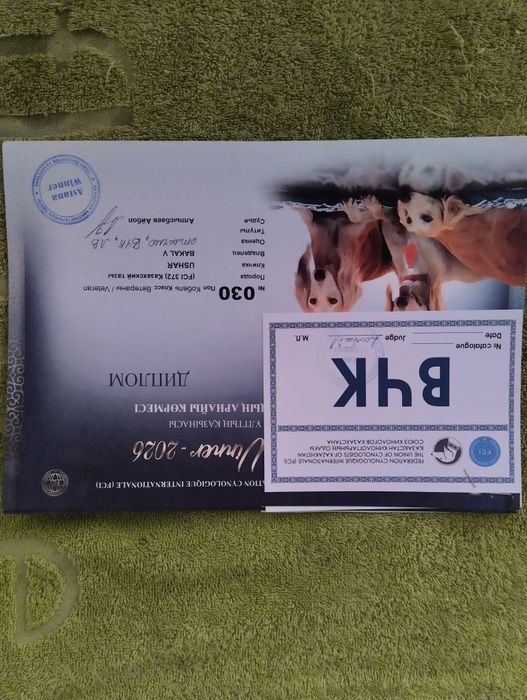 Щенки Казахской Тазы 100000