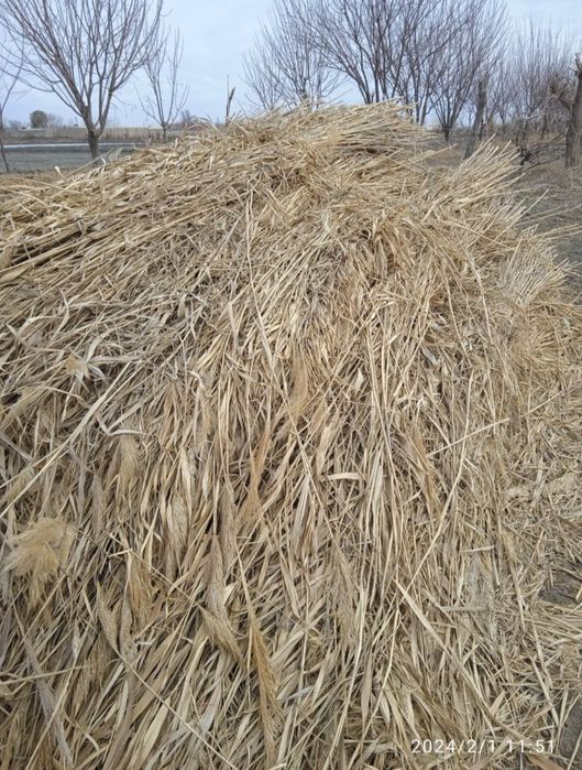 Qamish sotiladi katta pishgan