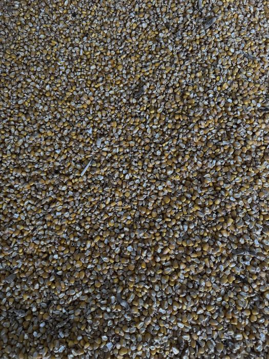 Сорго - Албинос / Царевица