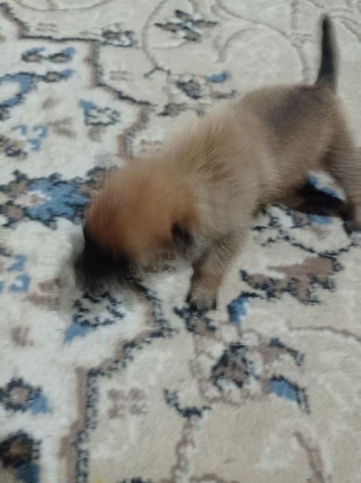 Отдам двух шенков