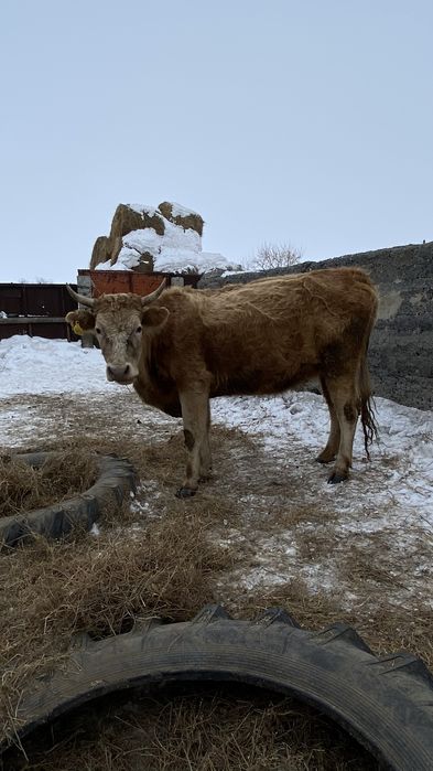 Қарабұлақ ауылында тұр