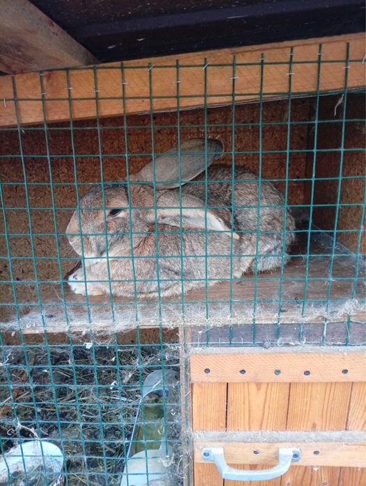 Продам кроликов ,великаны