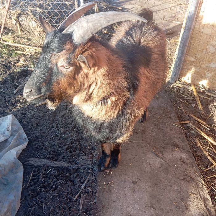 Vand țap alpin francez