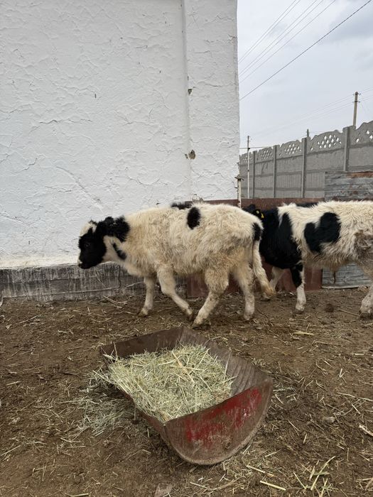 Бычки подсосы бұқа бұзау бык