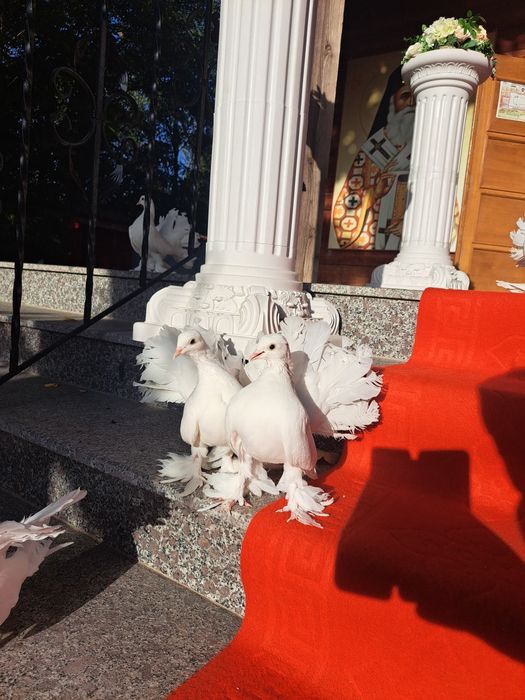 Porumbei albi nuntă Brăila.  Arene romane. Stâlpișori nuntă