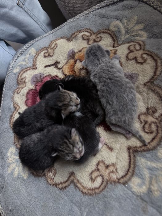 Кошки бесплатно м
